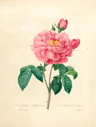 De Hertogin van Orleans Roos, gegraveerd door Langlois, uit 